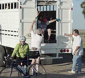 Cattle Truck