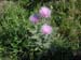 DSCN0965