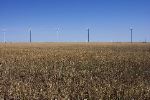 The Wind & the Wheat