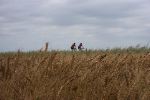 Riders in the Wheat